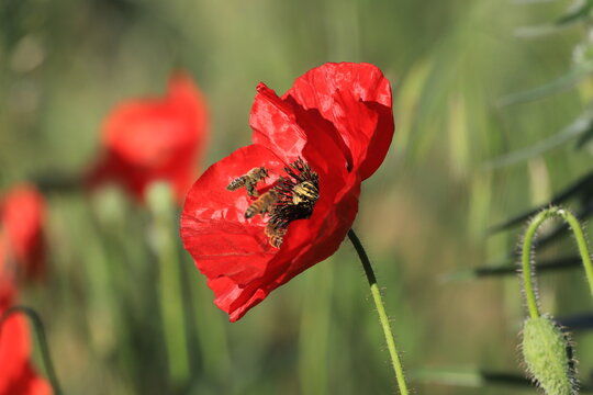 abeilles sur coquelicots
