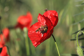 Coquelicots et abeilles