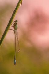 Eine Libelle wärmt sich im sanften Morgenlicht auf.