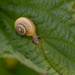 Eine kleine Schnecke mit Schneckenhaus auf einem Blatt