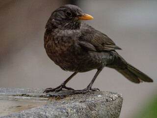 blackbird in the water
