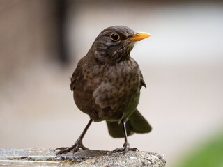 blackbird in the water