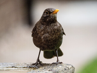 blackbird in the water