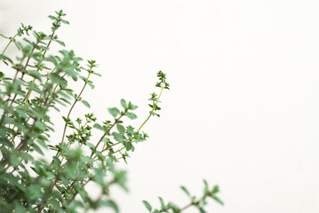 Organic oregano plant growing healthy with a lot of twigs in a vertical garden, white background with copy space