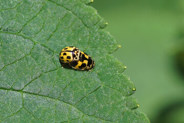 Two mating Fourteen-spot ladybirds, Fourteen spotted ladybugs (Propylea quatuordecimpunctata) on a leaf. Family Ladybirds, Ladybugs (Coccinellidae). In a Dutch garden, spring, June, Netherlands
