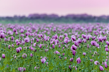Fototapeta premium lila Mohn, Mohnfeld im Abendlicht, Mohnblumen