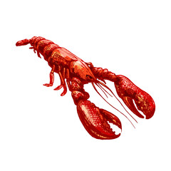 Lobster. Vintage hatching vector color illustration. Isolated on white