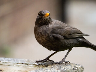 BLACK BIRDS MATTER