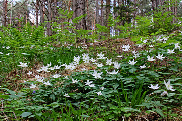 bianca fioritura di anemoni di bosco (Anemone trifolia)