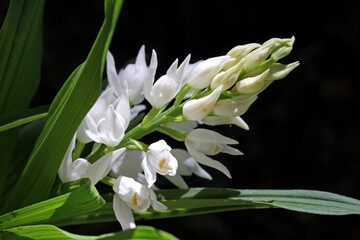 sommità fiorita di una bianca orchidea spontanea (Cephalanthera longifolia) © gabriffaldi