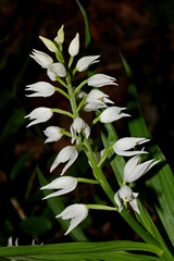 sommità fiorita di una bianca orchidea spontanea (Cephalanthera longifolia)