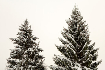 Spruce in the snow, beautiful winter landscape.