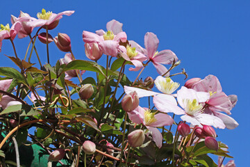 abbondante fioritura di clematide rosa