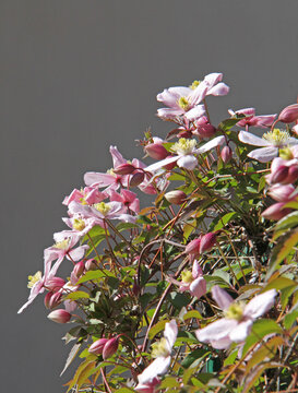 abbondante fioritura di clematide rosa