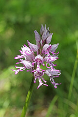 spiga fiorita di orchidea militare (Orchis militaris)