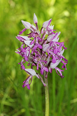 spiga fiorita di orchidea militare (Orchis militaris)