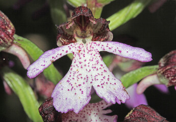 l'elaborato fiore di un'orchidea selvatica (Orchis purpurea)