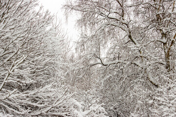 Snow storm in the forest - beautiful winter landscape.