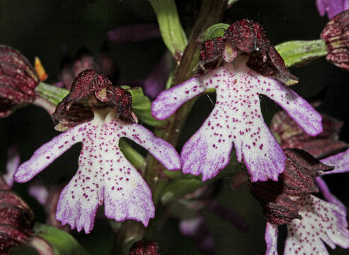 gli elaborati fiori di un'orchidea selvatica (Orchis purpurea)
