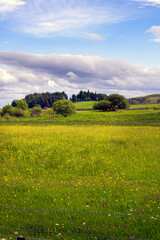 Fototapeta premium Flower meadow in Upper Teesdale, County Durham, England, in spring