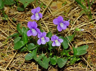 violette (Viola canina)