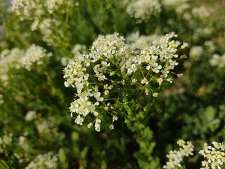 blooming bush with white blossoms