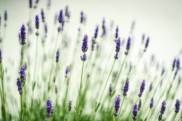 Flowering of lavender plant