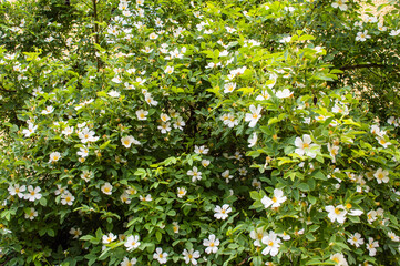 White Wild rose flower aka Rosa acicularis or prickly wild rose or prickly rose or bristly rose or Arctic rose or Rosa canina flower. Rogaska Slatina,Slovenia