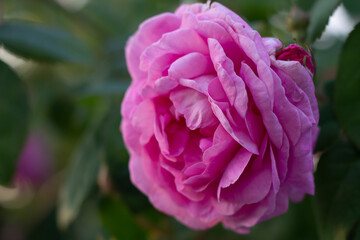 pink rose flower