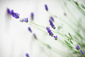 Flowering of lavender plant
