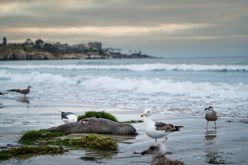 Dead Sea Lion on the Beach with Seagulls at La Jolla Shores, California, Located in San Diego County.	