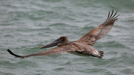 Brown Pelican Takes Flight