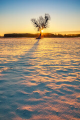 Sunrays shoothing through lone tree during cold winter sunrise