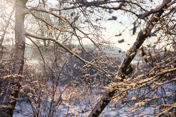 The sun's rays illuminate the falling snowflakes