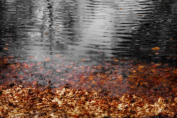 Dried leaves floating in the lake