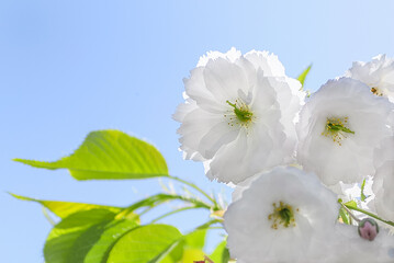 White sakura flowers on blue sky background