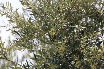 olivier en fleur