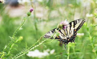 Swallowtail on Thistle