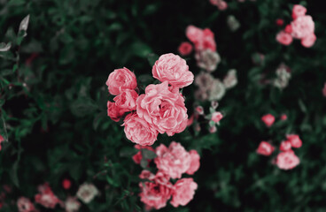 Green nature background with red flowers on branches