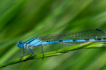 Azure damselfly (Coenagrion puella) resting on a green grass branch