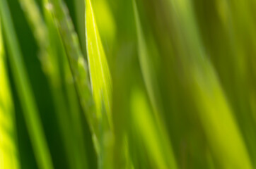 Fototapeta na wymiar green grass abstract macro blurry background photo