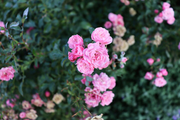 Beautiful nature scenic background with flowers