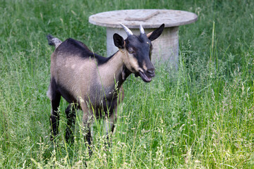goat on the meadow green field agriculture