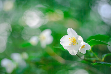 White jasmine flower close up