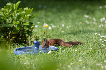 brown squirrel drinking water from a bird bath