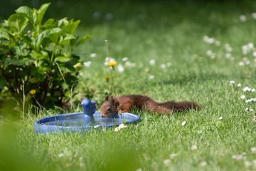 Schilderijen op glas brown squirrel drinking water from a bird bath © Stockhausen