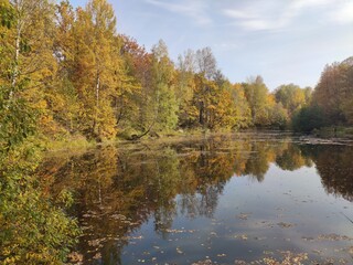 Fototapeta na wymiar A lake bordered by an autumn forest 3055.