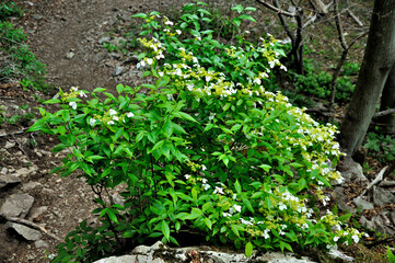 ガクウツギ　奥秩父山塊　両神山