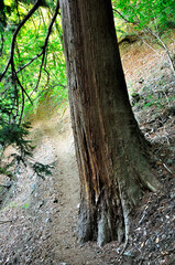 奥秩父の両神山　道塞ぐ杉の大木