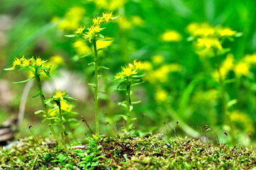 ヒメレンゲ　奥秩父山塊　両神山